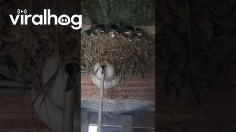 Freeloading Family of Swallows || ViralHog