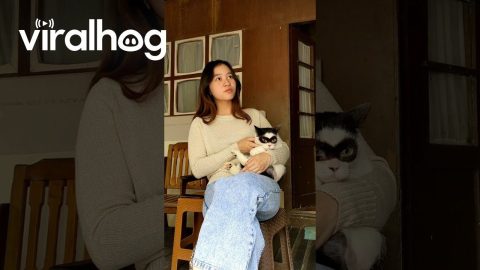 Zorro Cat Sits in Lap || ViralHog