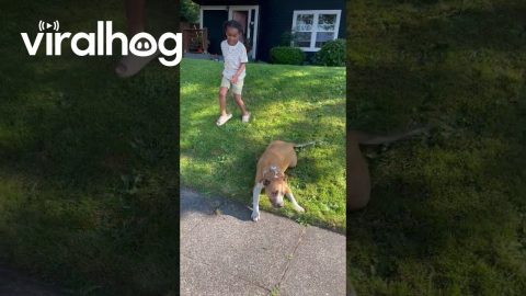 Dog Slides Down Grassy Hill || ViralHog