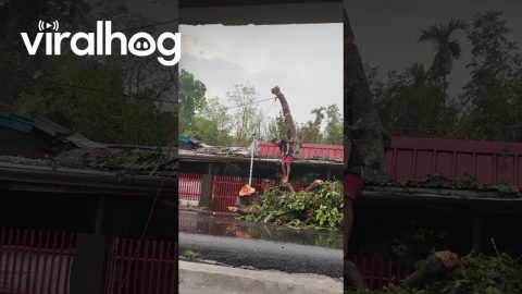 Tree Takedown Fail || ViralHog