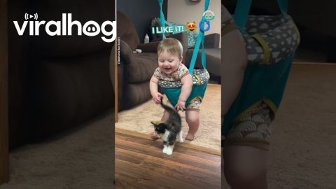 Baby Meets Kitten For First Time || ViralHog