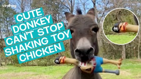 Donkey Goes Crazy For Squeaky Chicken || ViralHog