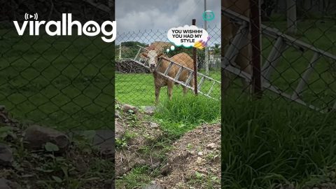 Cow Gets His Head Stuck In Ladder || ViralHog