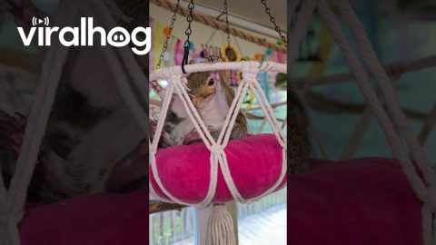 Squirrel Relaxing in His Swing || ViralHog