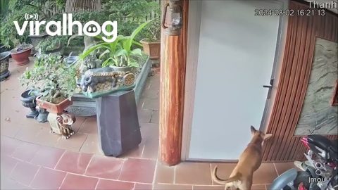Dog Caught On Security Camera Opening Door || ViralHog