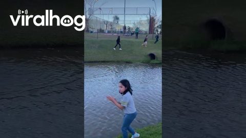 Dog Plays Keep-Away at the Park || ViralHog
