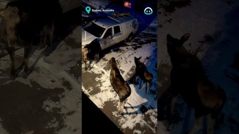 Moose Fight Over Territory || ViralHog
