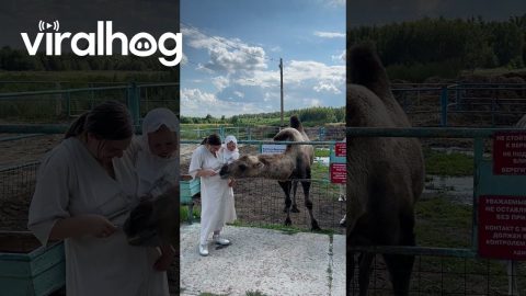 Camel Introduction Goes Awry || ViralHog
