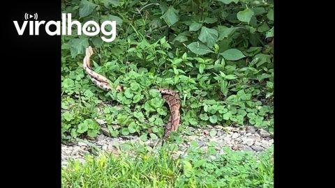 Trailside Snake Wrestling || ViralHog