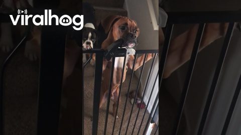 Dog Opens Locked Pet Gate || ViralHog