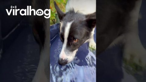 Border Collie Playing Bubbles || ViralHog