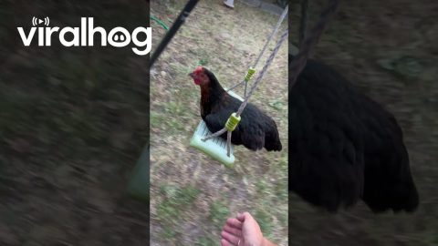 Chickens Swing on Swing Set || ViralHog