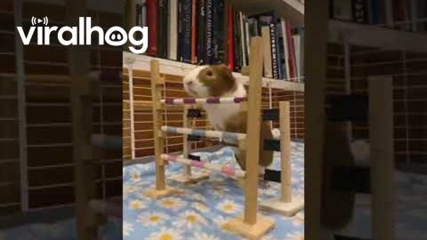 Record-Holding Guinea Pig Perfectly Clears Hurdle || ViralHog