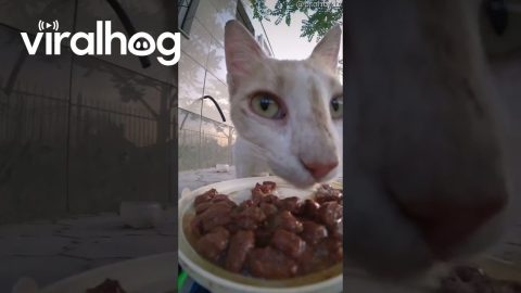 Stray Cats Receive Food From RC Car || ViralHog