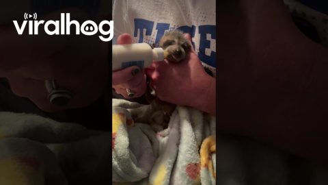Bottle-Feeding a Baby Raccoon || ViralHog