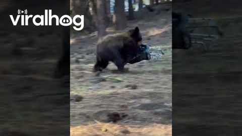 Lake Tahoe Bear Takes Off With Golf Clubs || ViralHog