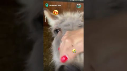 Rescued Donkey Says Daily Thanks || ViralHog