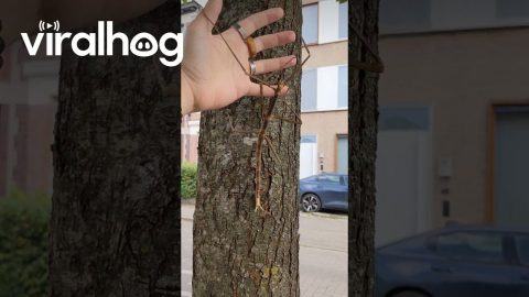 Giant Stick Insect Walks on a Tree || ViralHog