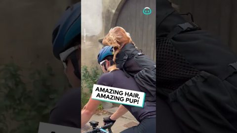 Dog Loves His Bike Ride || ViralHog