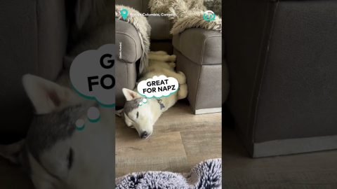 Husky Finds Napping Nook || ViralHog