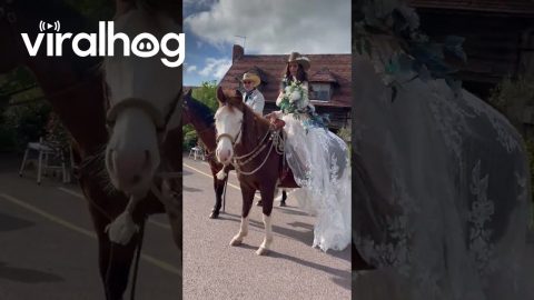 Hay... and Wedding Dresses are for Horses || ViralHog
