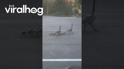 Canadian Goose Walk Chicks Across Freeway || ViralHog