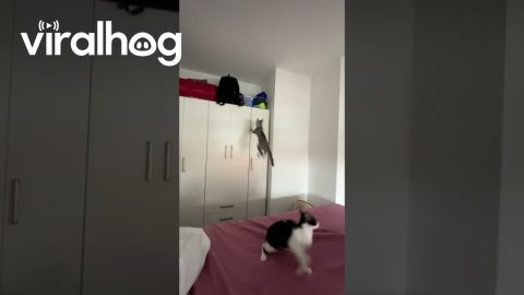 Cat Makes an Impressive Leap || ViralHog