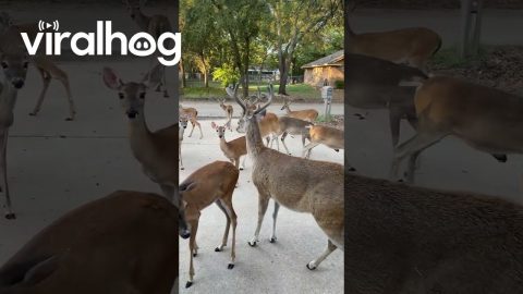 Deer Herd Hang Outside Garage For Nose Boops || ViralHog