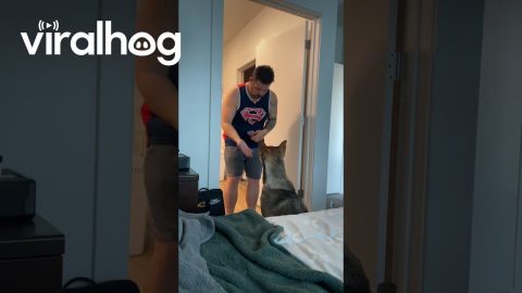 Hygienic Husky Lifts Paws For Deodorant || ViralHog
