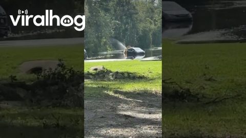 Questionable Florida Activities || ViralHog