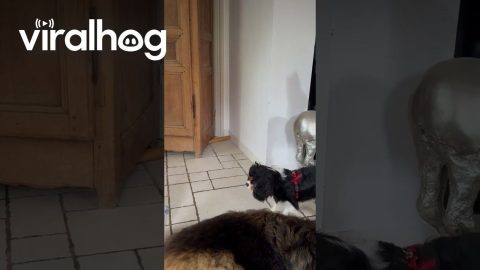 Cockatoo Barks at Canine Pal || ViralHog