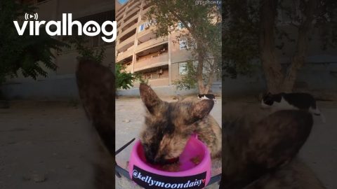 Delivering Cat Food By Land And Air || ViralHog