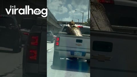Truck Bed Sarcophagus || ViralHog