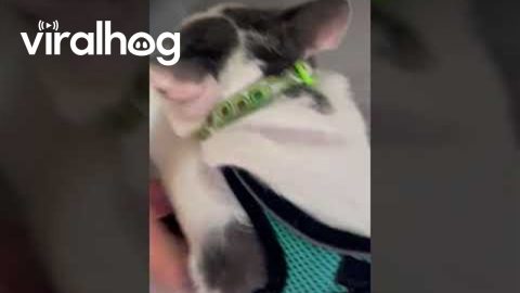 Cat Ragdolls When Placed In Harness || ViralHog