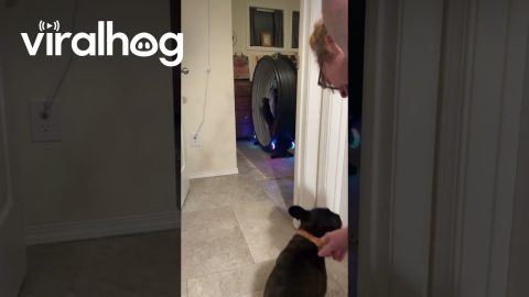 Dog Loses its Mind Watching Cat || ViralHog