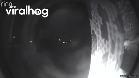Snake Slithers Across Doorbell Camera || ViralHog
