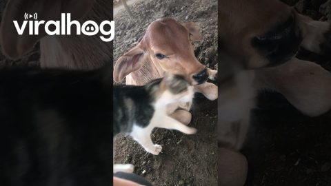 Kitten Adopts Cow Calf || ViralHog
