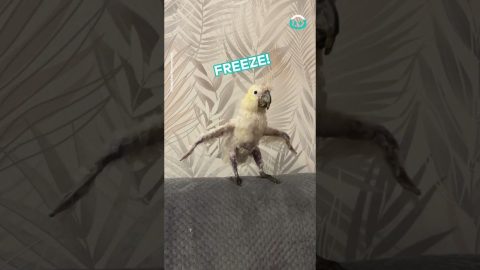 Cockatoo Stretches Its Wings | ViralHog