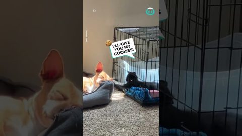 Cat Plays With Snoozing Dog || ViralHog