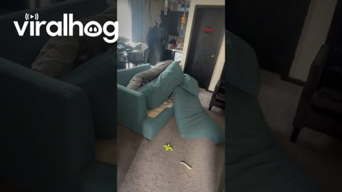 Pup Makes a Pillow Fort || ViralHog