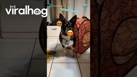Dog Stuck In Pop Up Tent || ViralHog