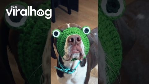 Too-Small Dog Hat Is Still Perfect Size for Snout || ViralHog