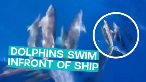 Dolphins Swim In Front Of Ship's Bow || ViralHog
