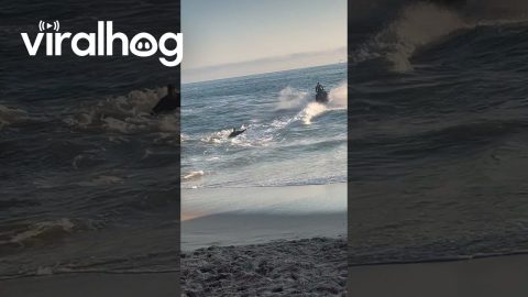 Dropped Jet Ski Passengers Get Warm Welcome To America || ViralHog