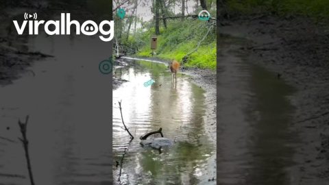 Fawn Zoomies || ViralHog