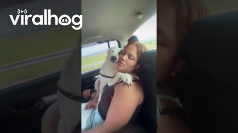 Road Trip Nap Buddies || ViralHog
