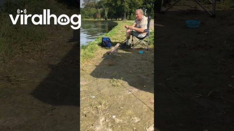 Seagull Steals Man's Fish || ViralHog