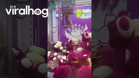 Claw Machine Impossible To Beat || ViralHog
