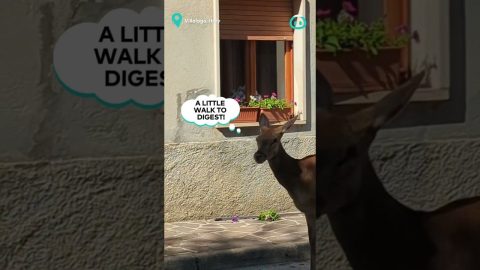 Cheeky Deer Eats Beautiful Flower Box || ViralHog