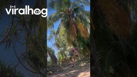 Falling Coconut Has Perfect Aim for Man's Head || ViralHog